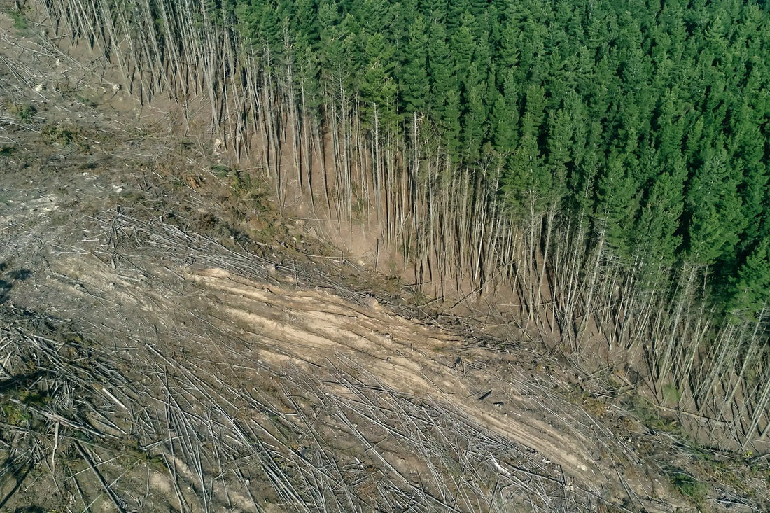 trees in a forest cut down, causing pollution and increasing carbon emissions