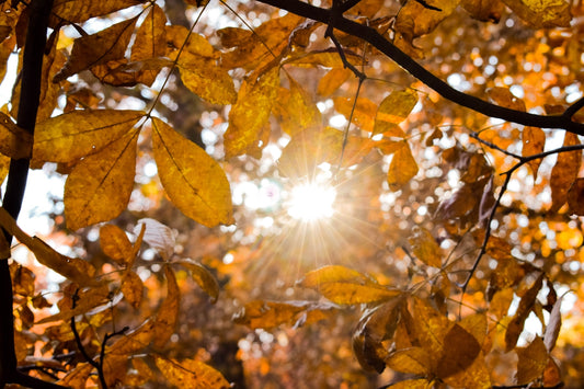 sunlight passing through brown tree leaves