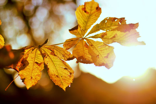 a close up of a leaf with the sun in the background