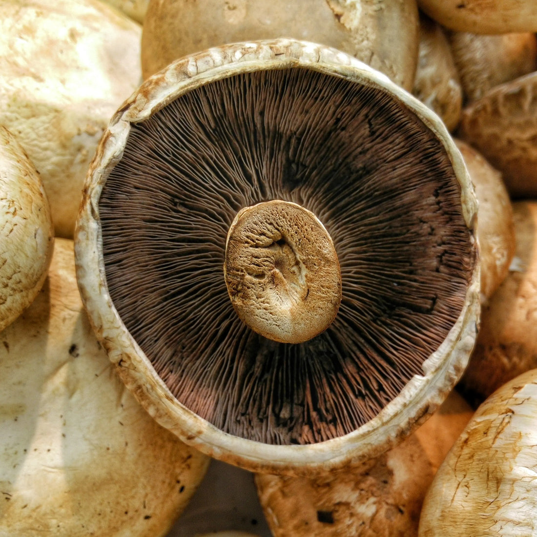 creamy mushroom soup on a wooden background  with mushrooms