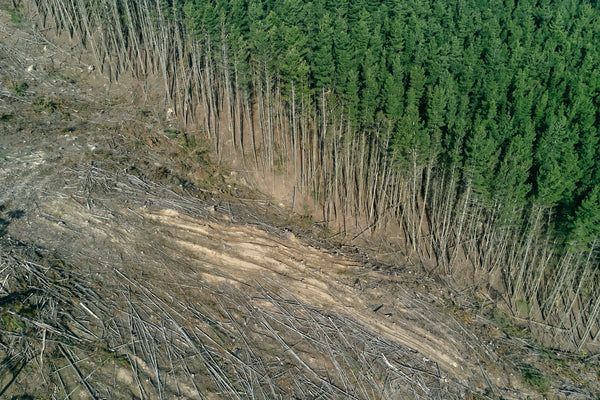 trees in a forest cut down, causing pollution and increasing carbon emissions 