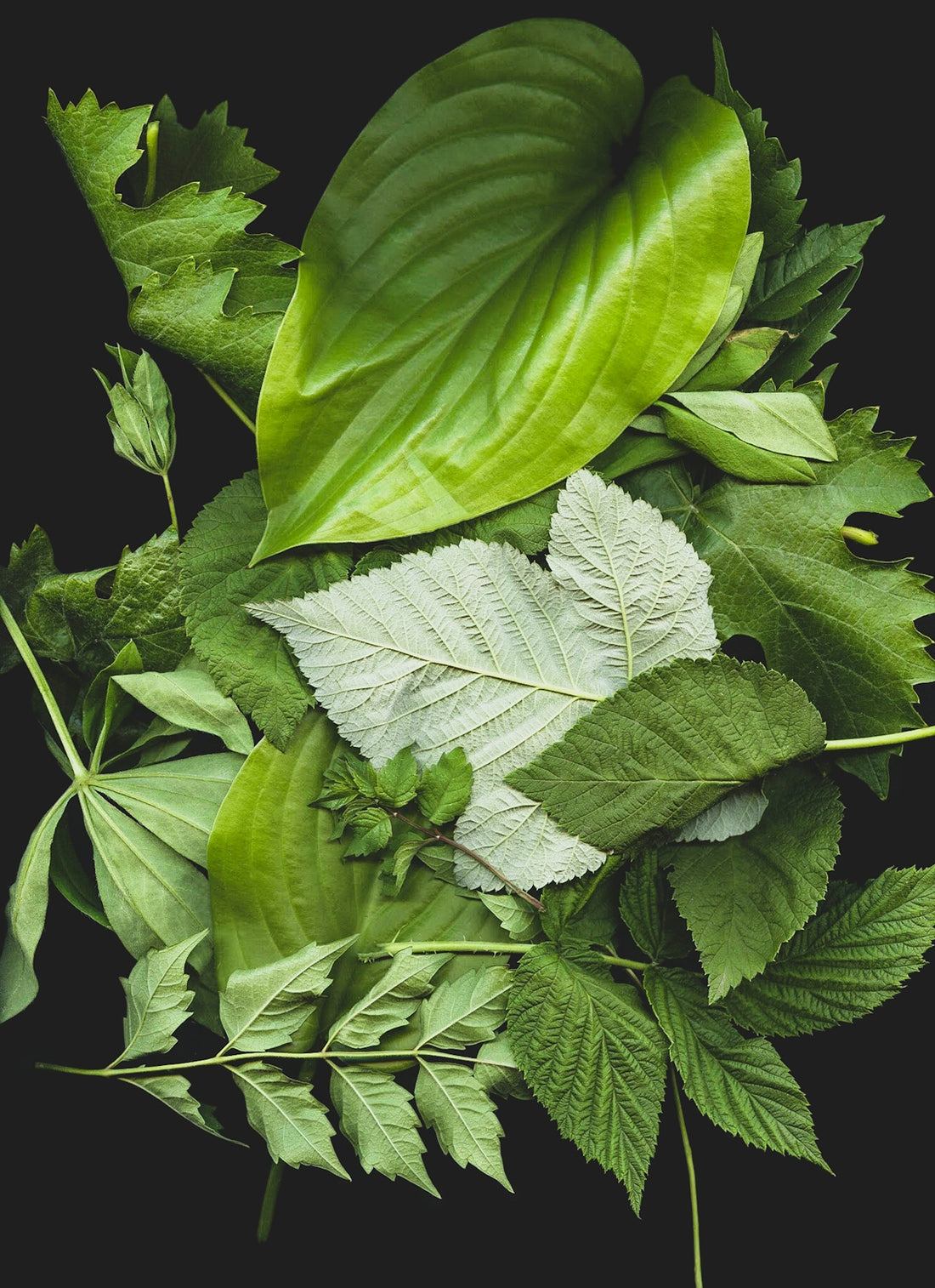 green leaf plants