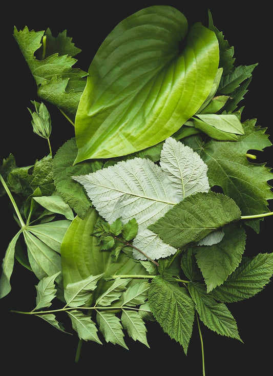 green leaf plants