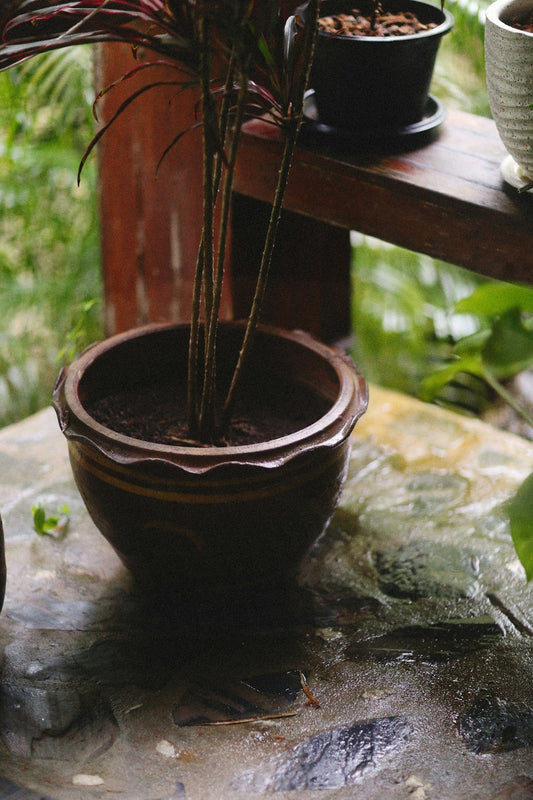 a potted plant sitting on top of a wooden table