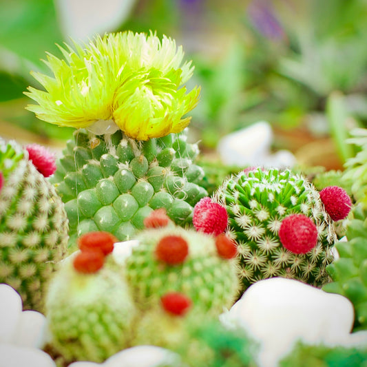 a cactus with a yellow flower on top of it