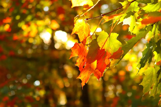 The leaves of a tree are changing colors