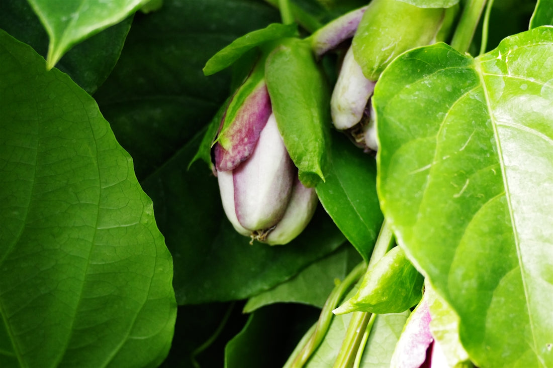 Passion fruit flower bud surrounded by lush leaves.