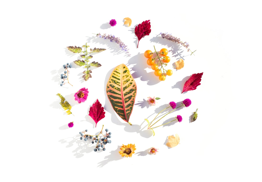 Assortment of colorful dried flowers and leaves arranged circularly