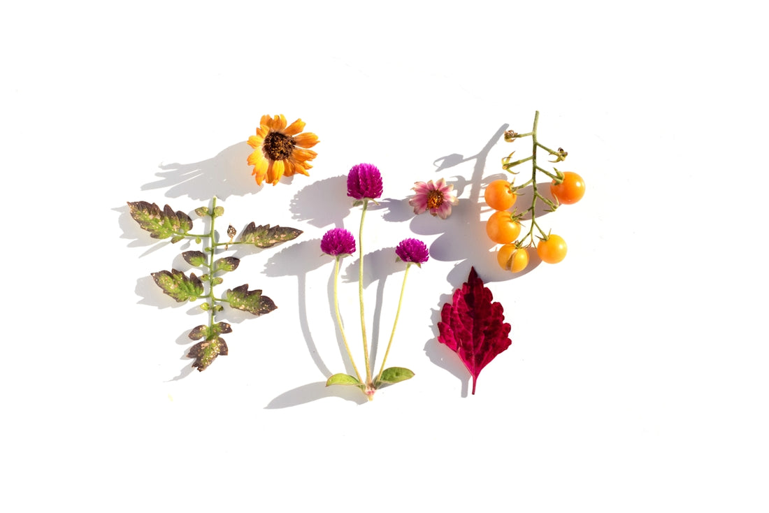 Assortment of colorful flowers and leaves on white background.