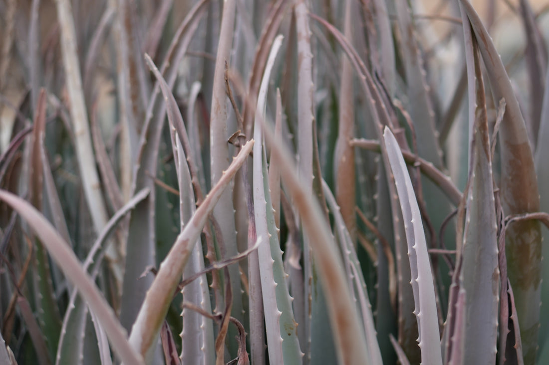 Close-up of many aloe vera plants