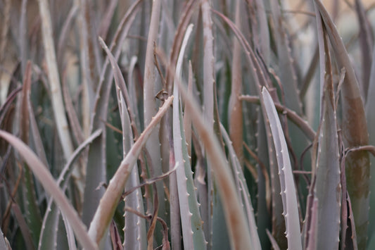 Close-up of many aloe vera plants