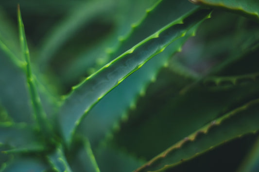 Close-up of sharp green aloe vera plant leaves