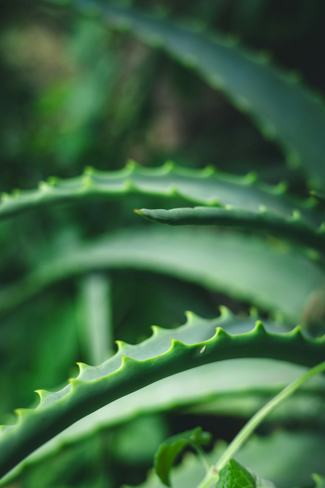 Close-up of spiky green aloe vera plant leaves