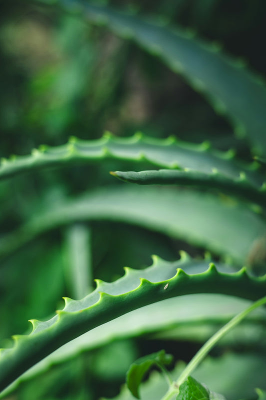 Close-up of spiky green aloe vera plant leaves