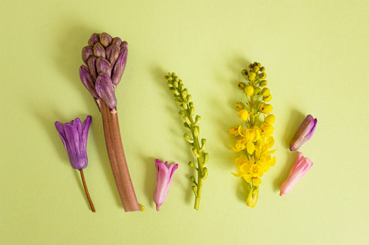Various flowers and buds arranged on a light green background.