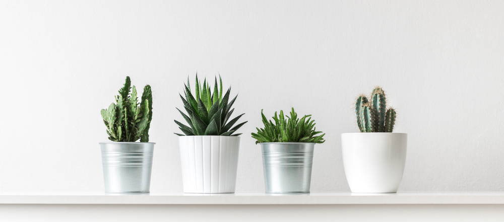 4 potted plants on a table indicating the superfood benefits of plants 