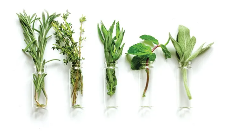 Raw Beauty Lab Vegan Collagen Plants in test tubes